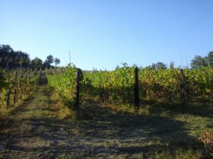 IMG_20181112_204928_281