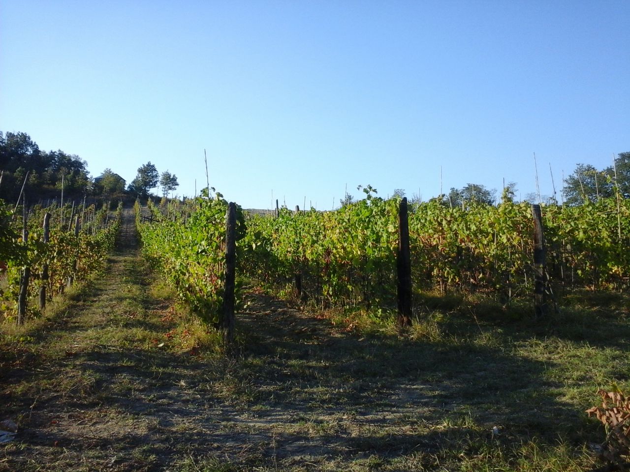 IMG_20181112_204928_281