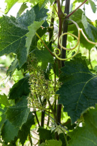 Mombisagio Giugnio 2019-2-17