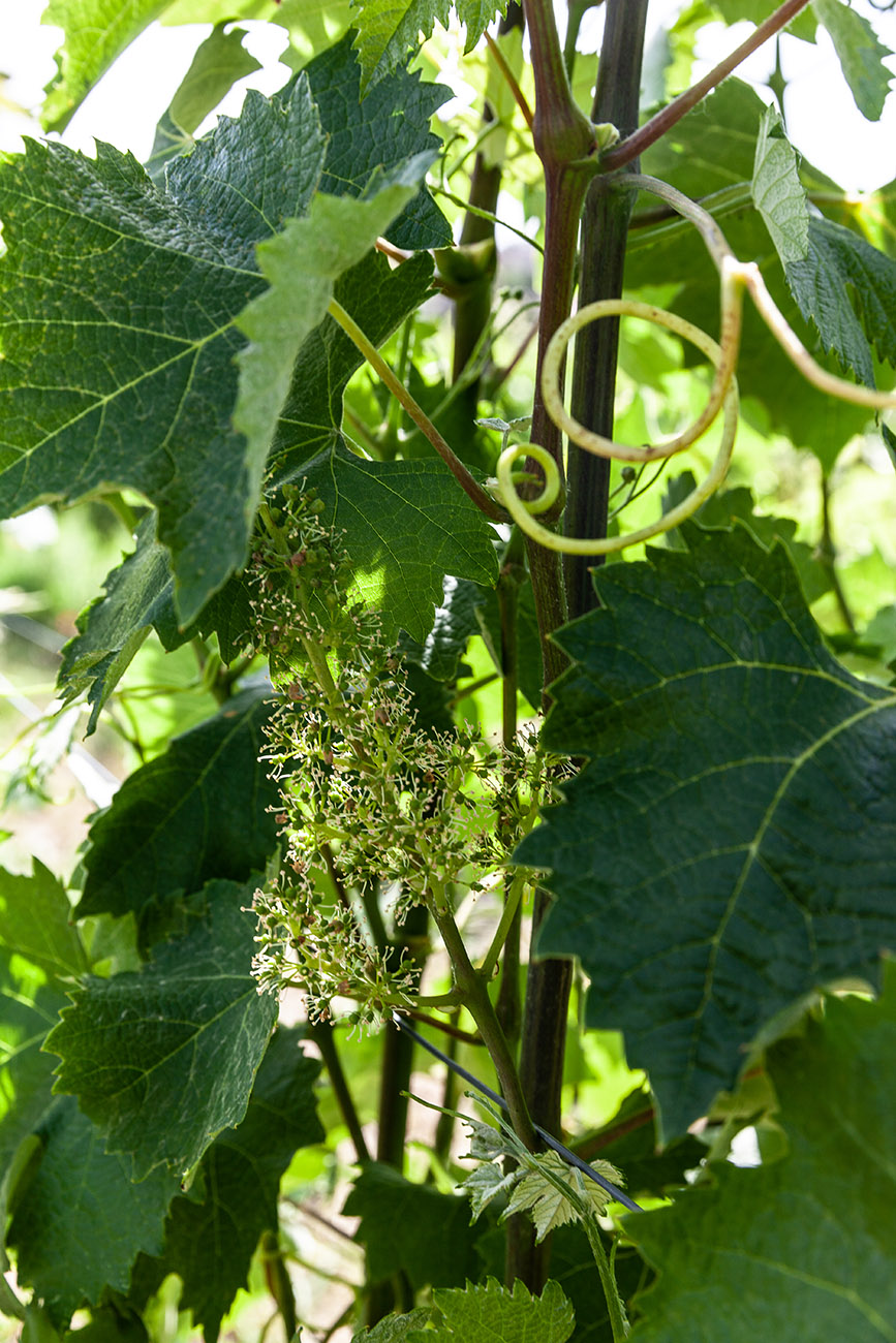 Mombisagio Giugnio 2019-2-17