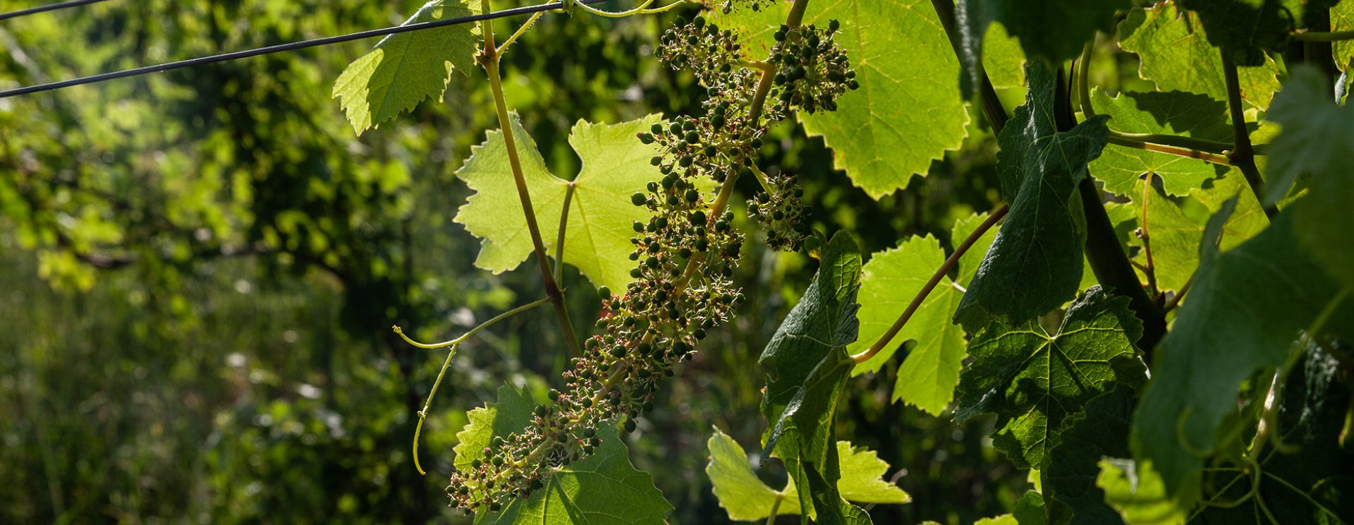 cropped-Mombisagio-Giugnio-2019-150b