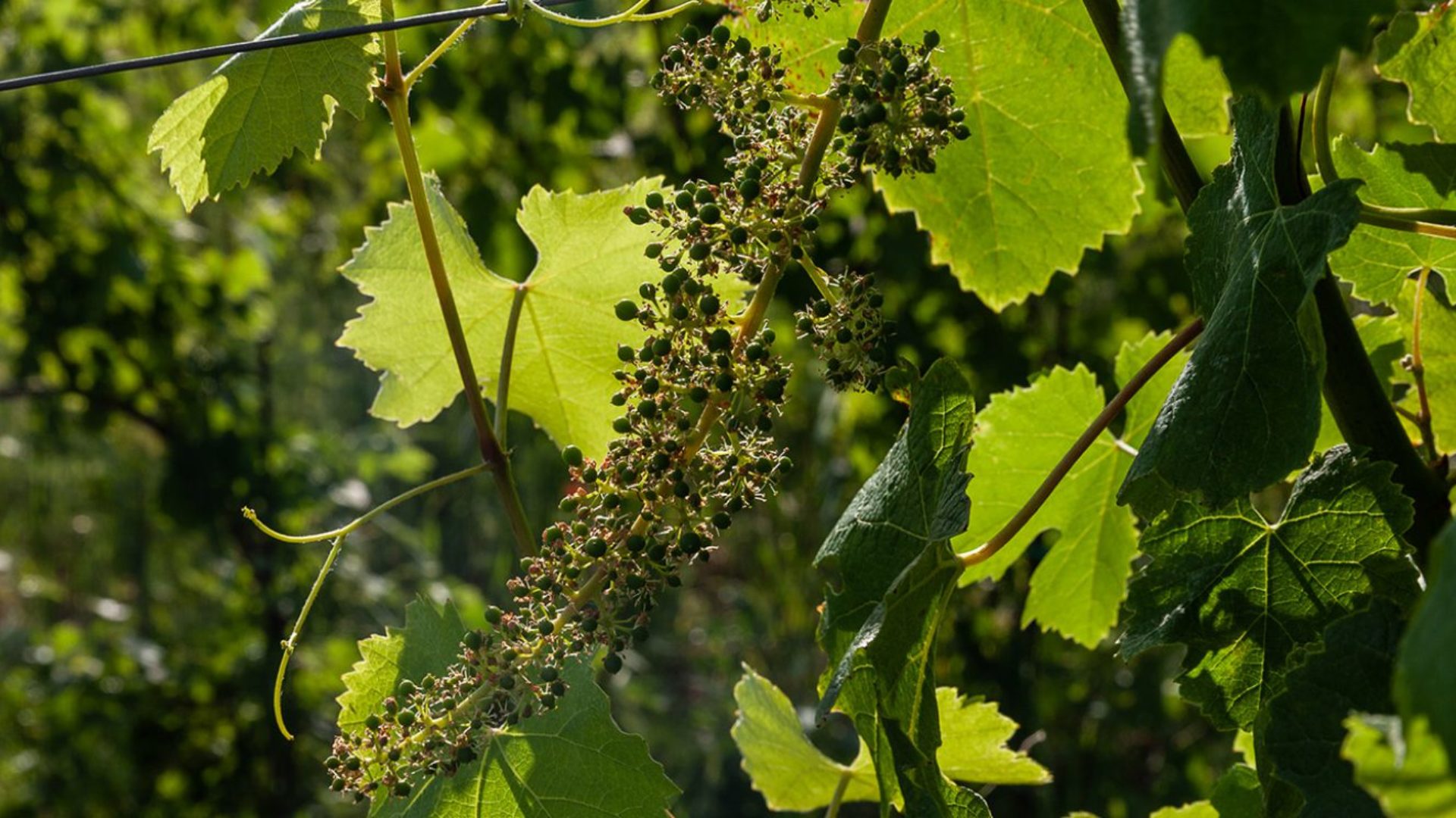Mombisaggio 