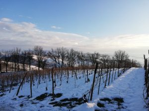 photo_2021-01-28_10-21-02